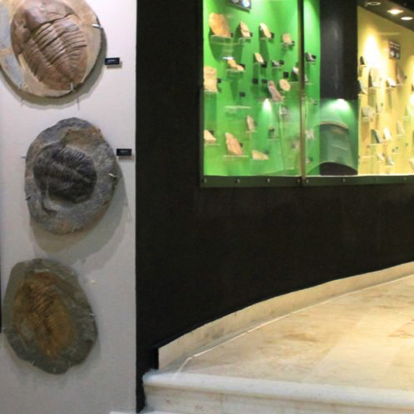 Museo de Trilobites